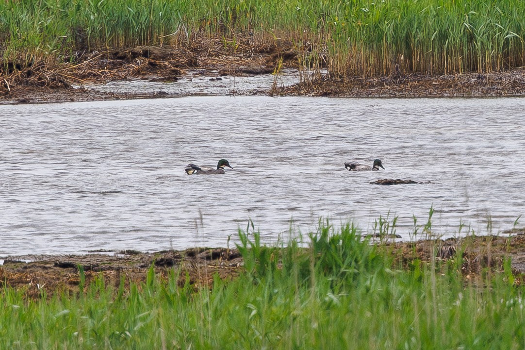 Falcated Duck - ML640077450