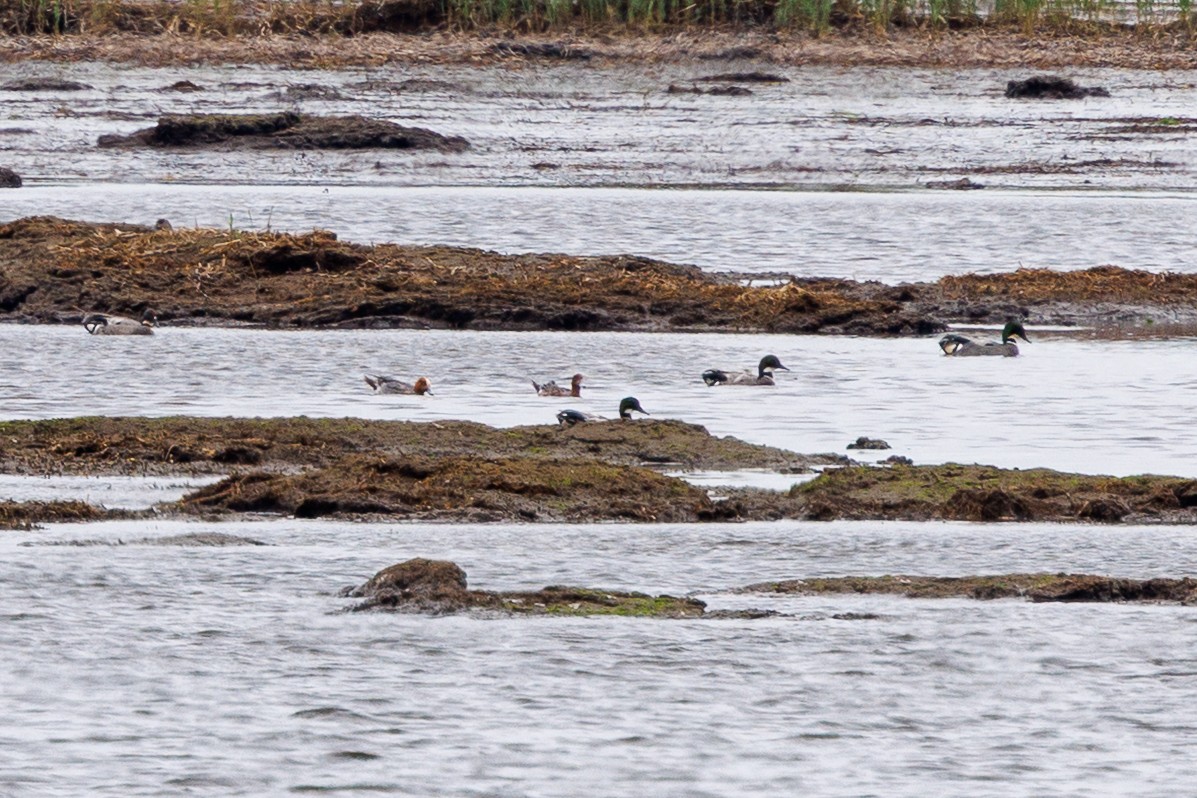 Falcated Duck - ML640077452