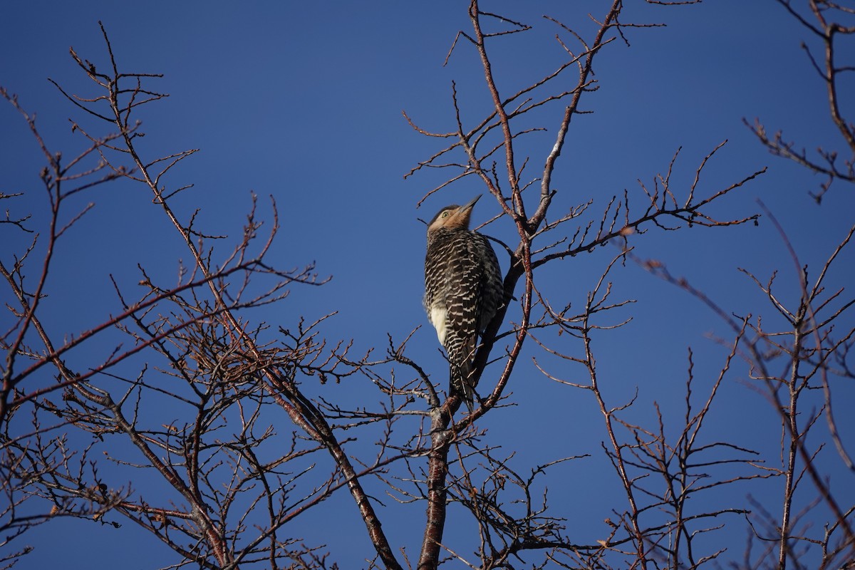 Chilean Flicker - ML640077578