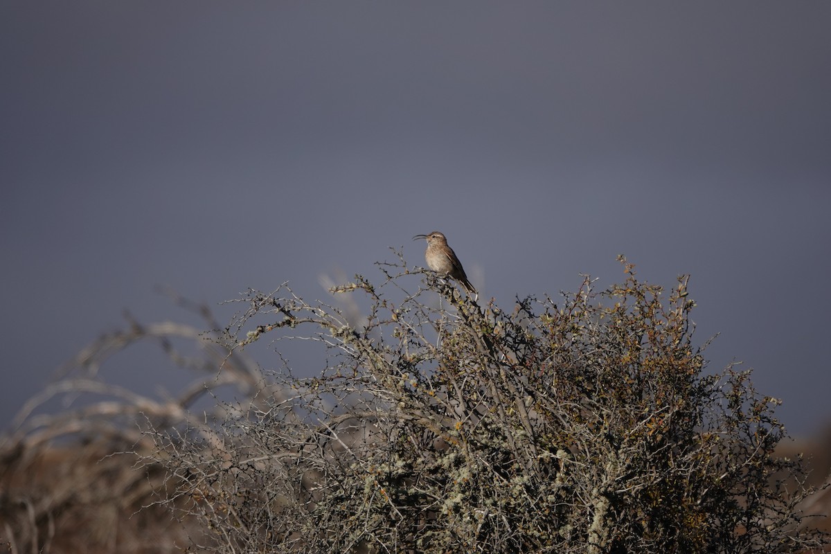 Scale-throated Earthcreeper - ML640077605