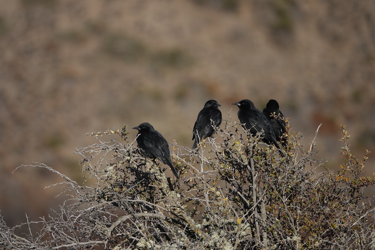 Austral Blackbird - ML640077608