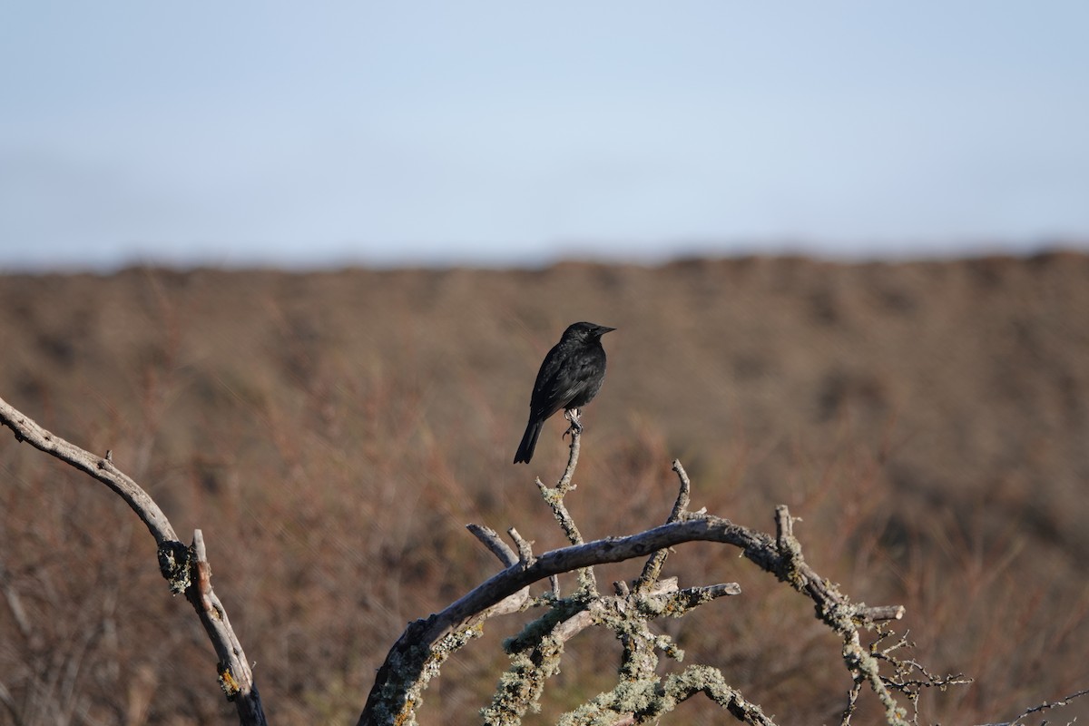Austral Blackbird - ML640077618