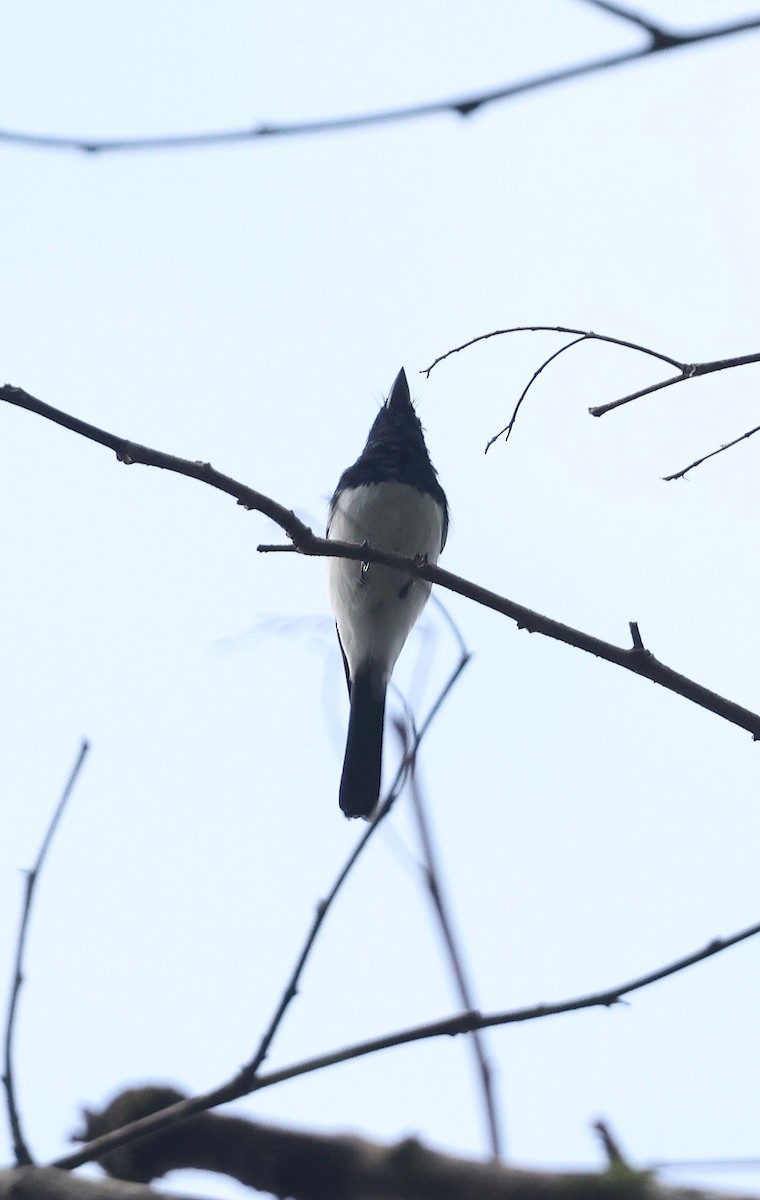 Satin Flycatcher - ML640077620