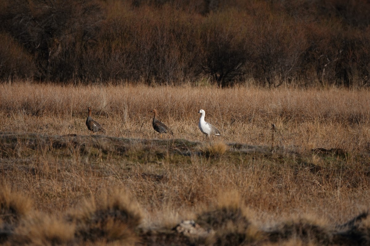 Upland Goose - ML640077625