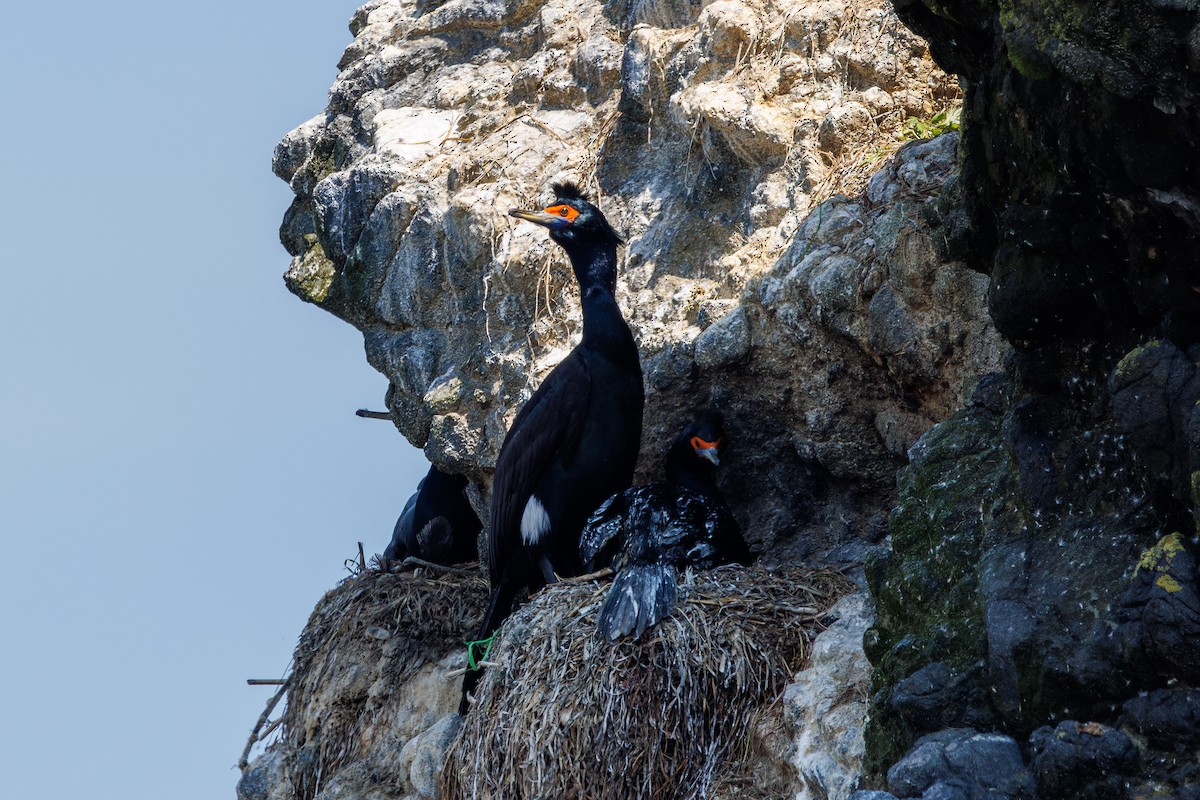 Red-faced Cormorant - ML640077627