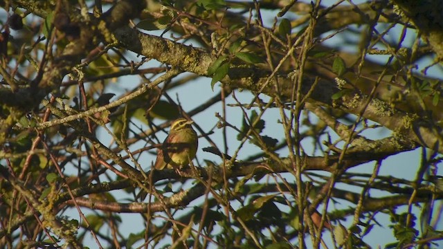 Cirl Bunting - ML640077635