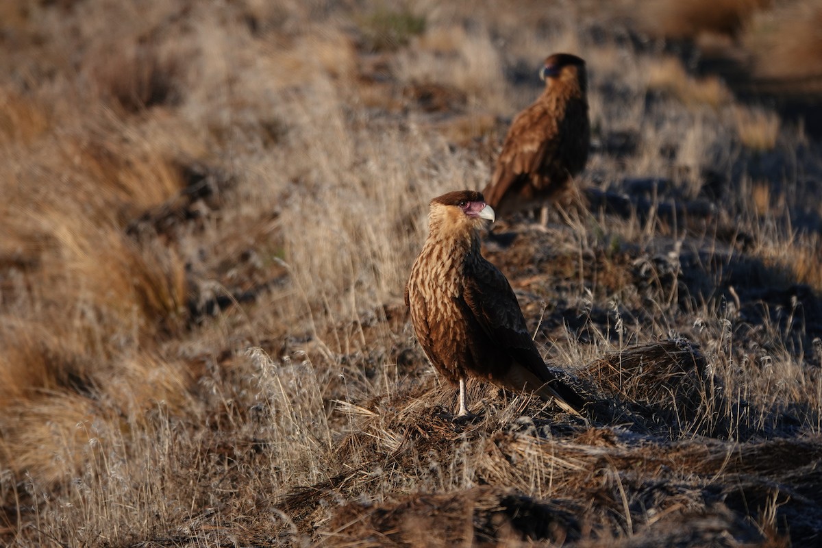 Crested Caracara - ML640077667