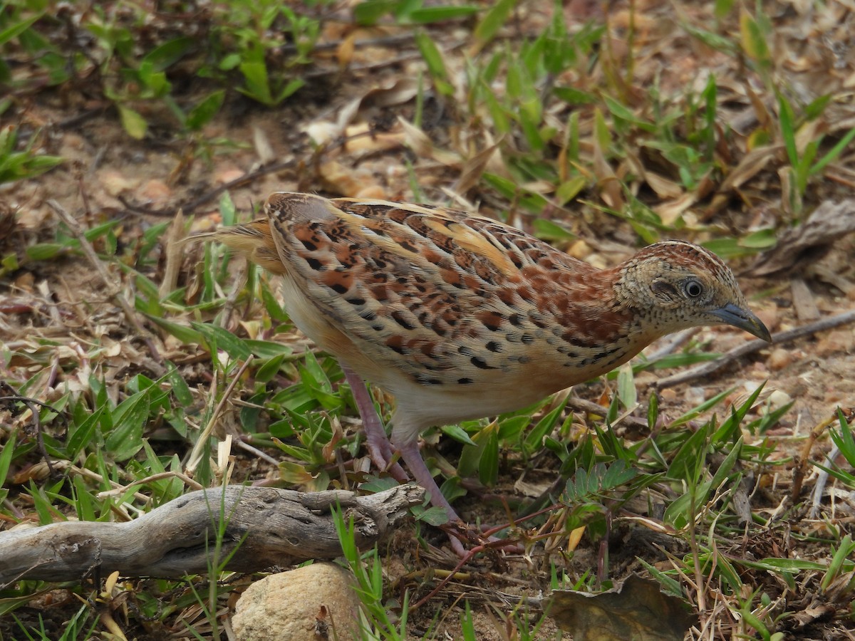 Small Buttonquail - ML640077669
