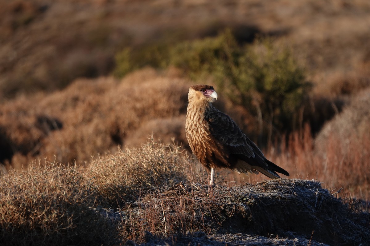 Crested Caracara - ML640077671