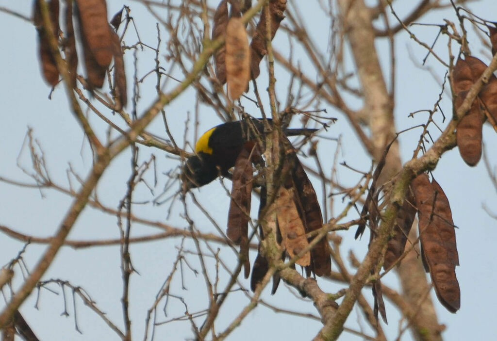 Yellow-mantled Weaver - ML640077677
