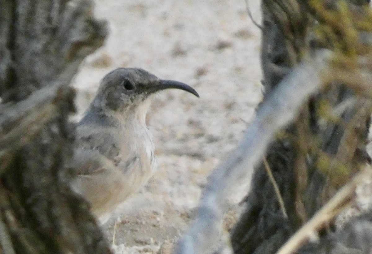 LeConte's Thrasher - ML640077717