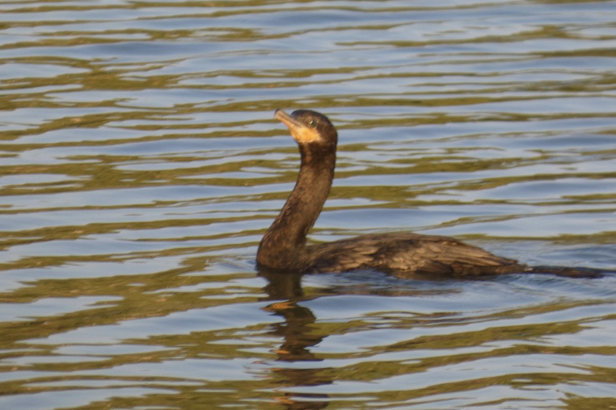 Neotropic Cormorant - ML640077734