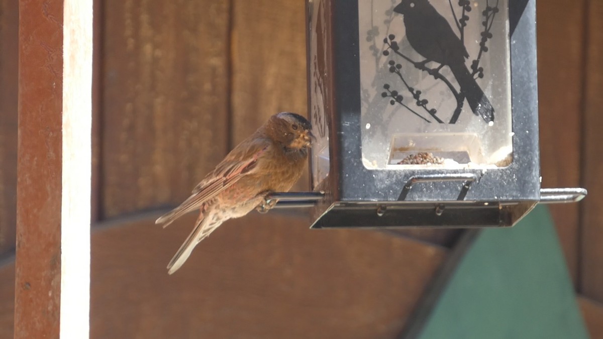 Gray-crowned Rosy-Finch - ML640077761