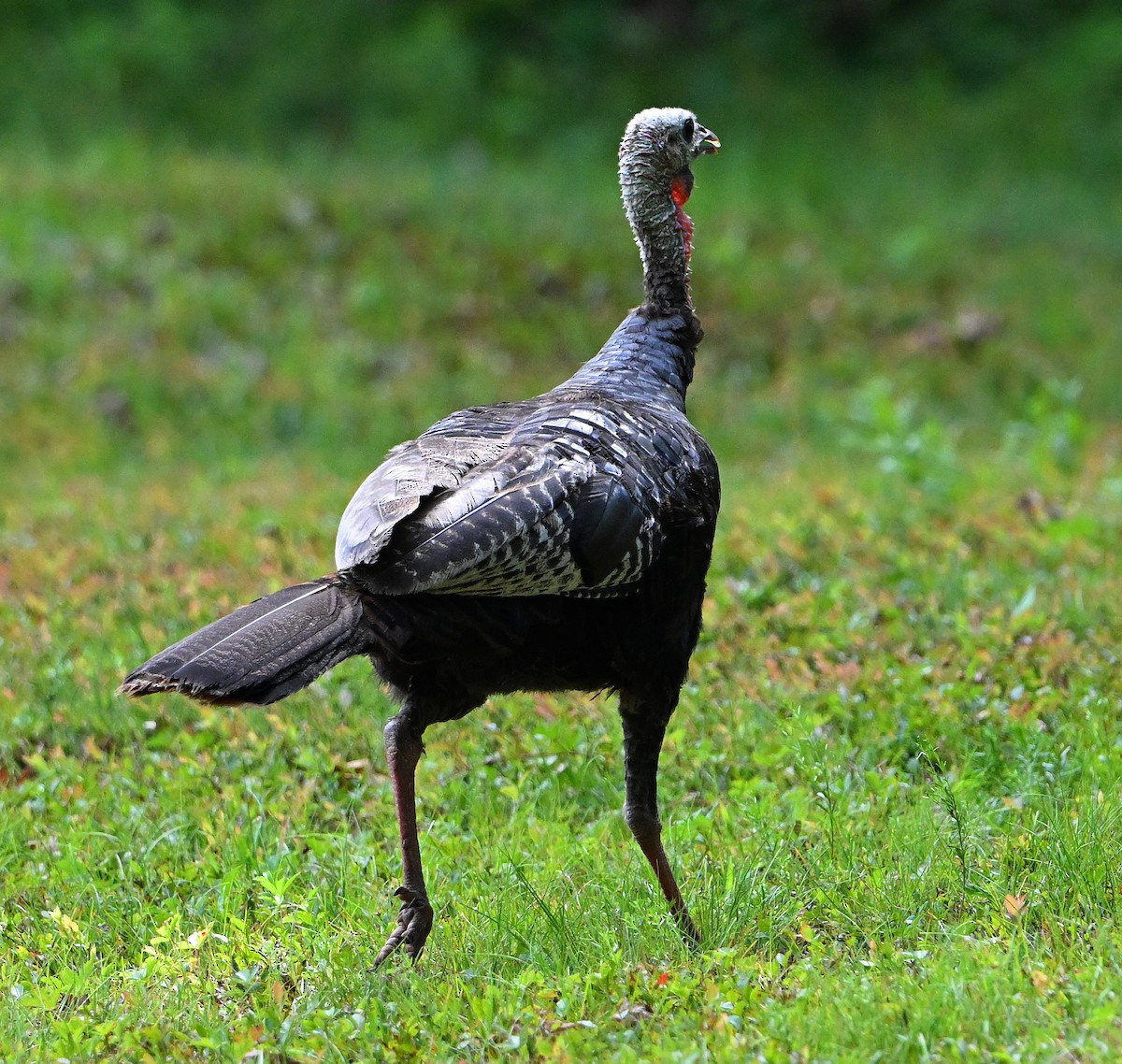 Wild Turkey - ML640077762