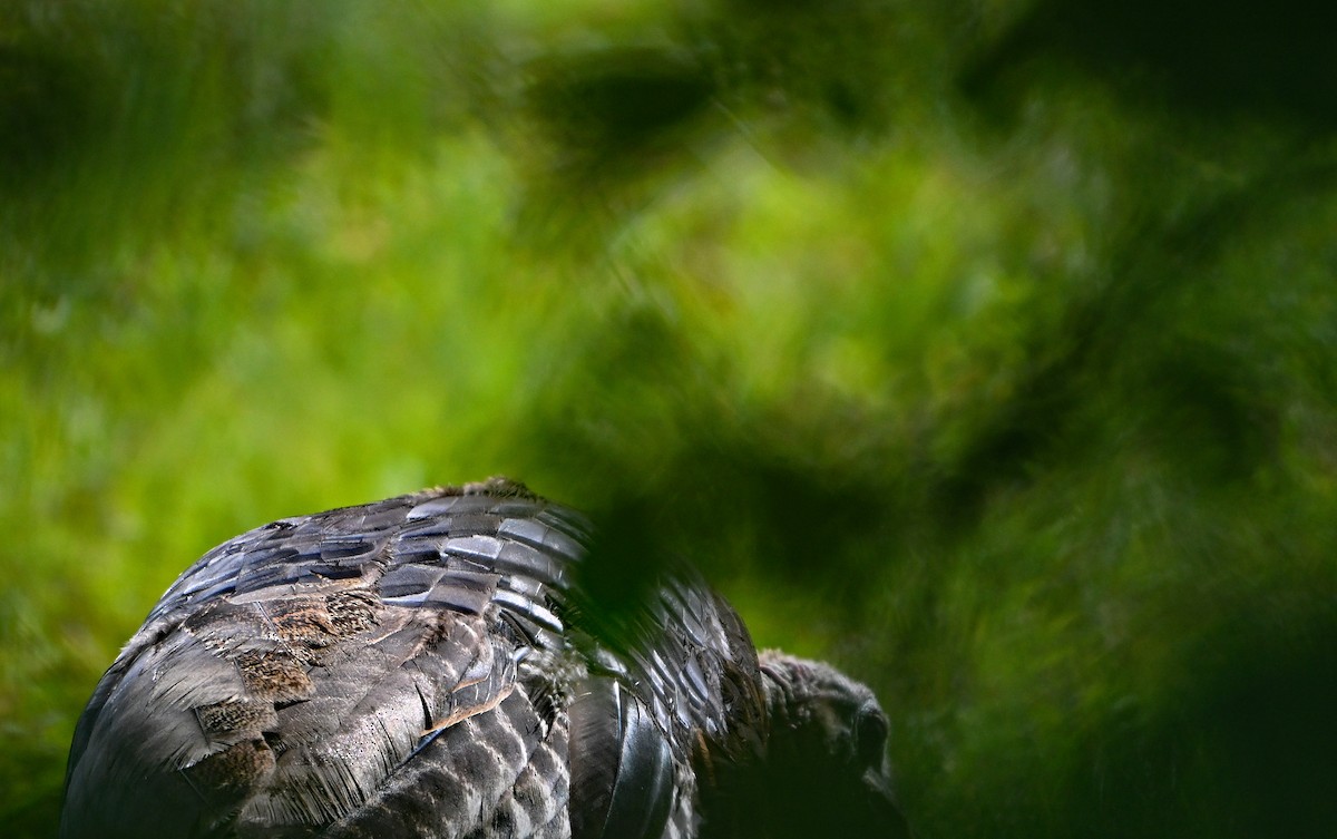 Wild Turkey - ML640077763