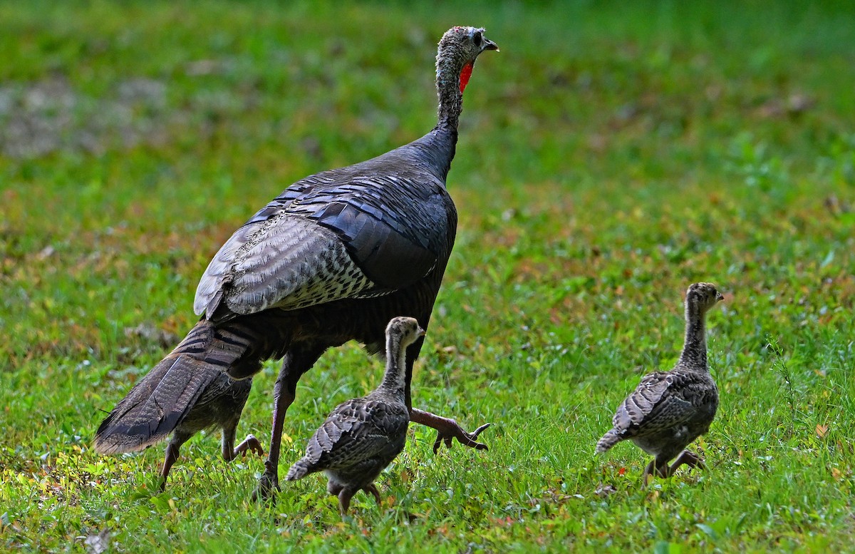 Wild Turkey - ML640077764
