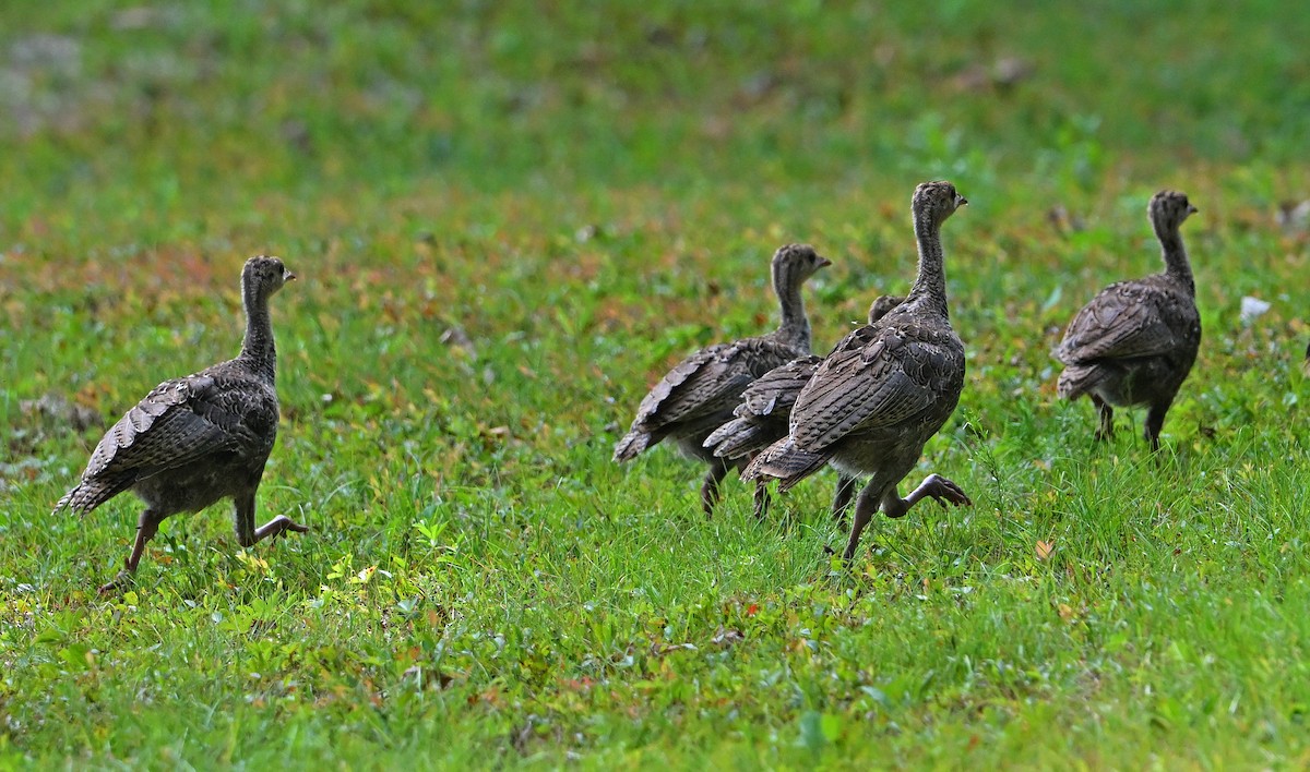 Wild Turkey - ML640077765