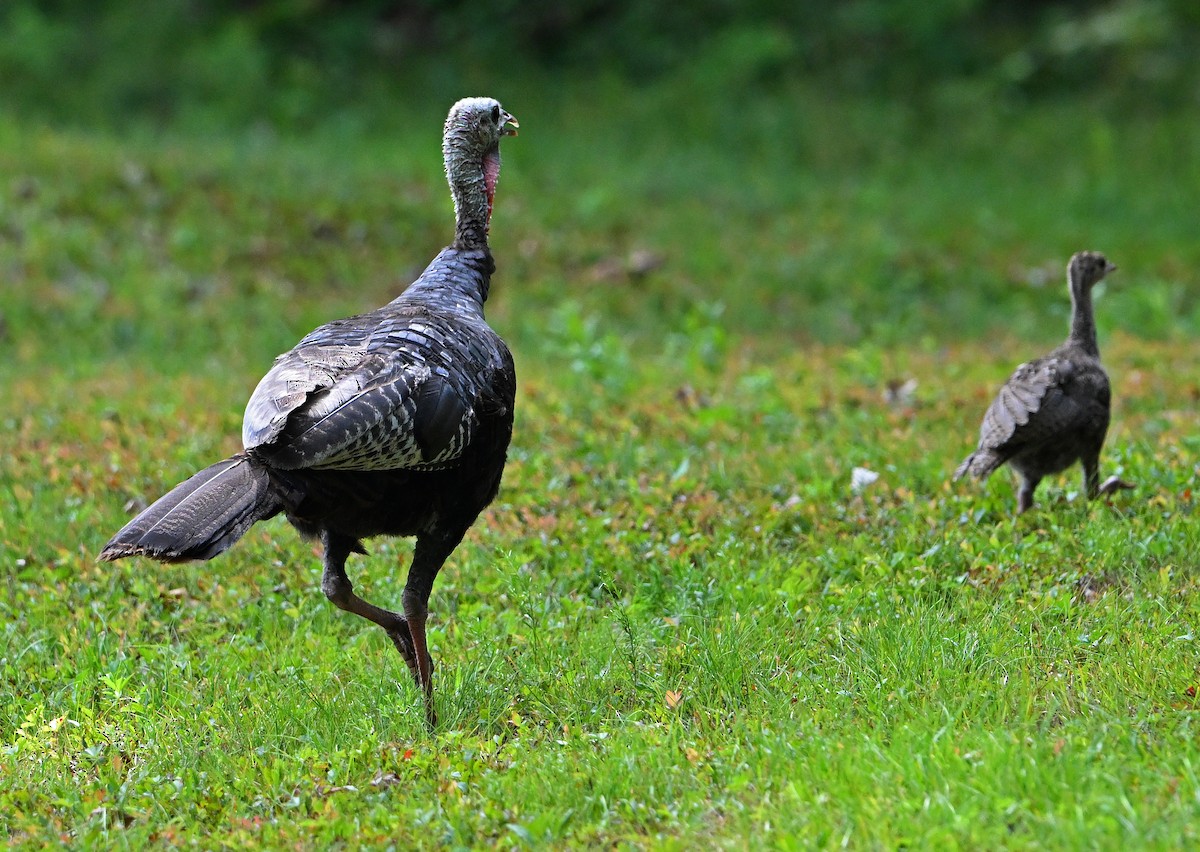 Wild Turkey - ML640077766