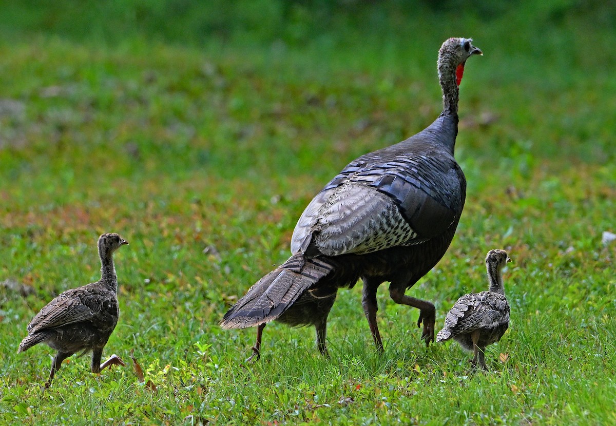 Wild Turkey - ML640077767