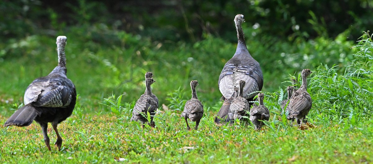 Wild Turkey - ML640077768