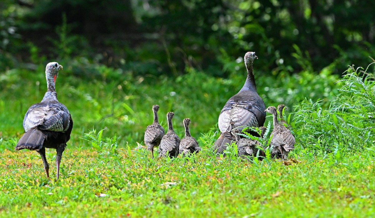Wild Turkey - ML640077770