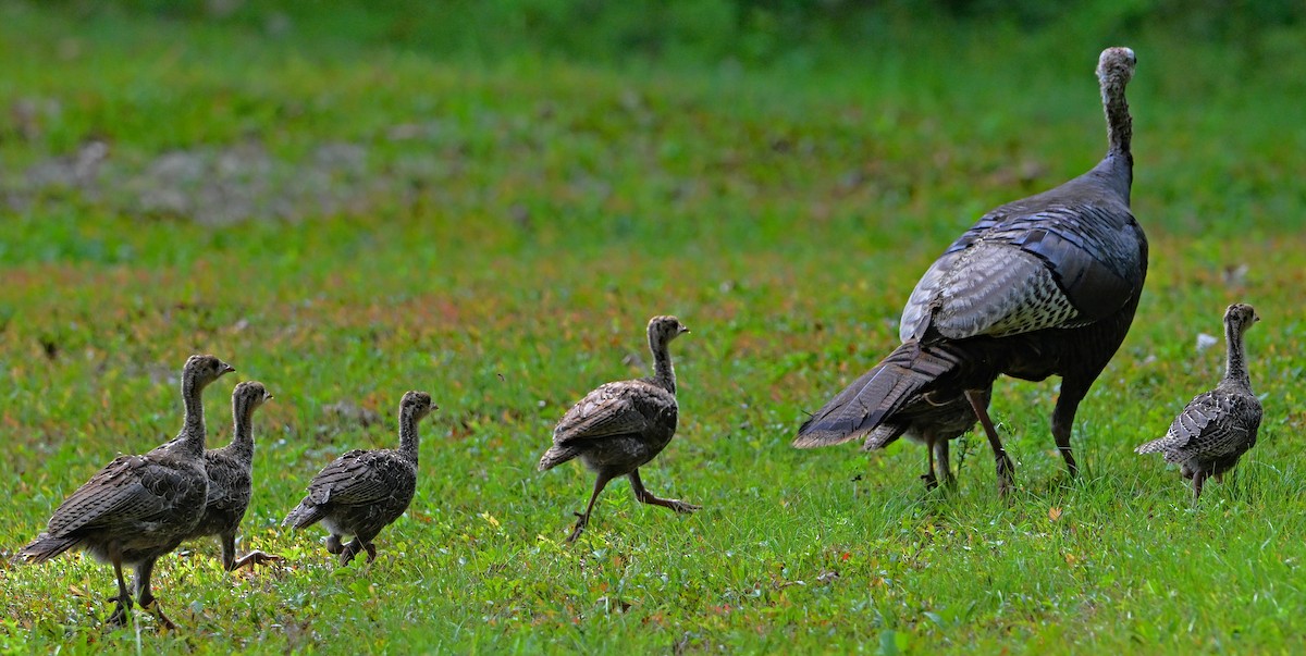 Wild Turkey - ML640077771