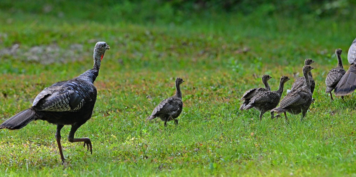 Wild Turkey - ML640077772