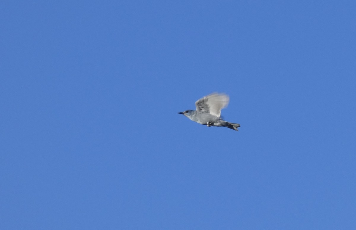 Pinyon Jay - ML640077853