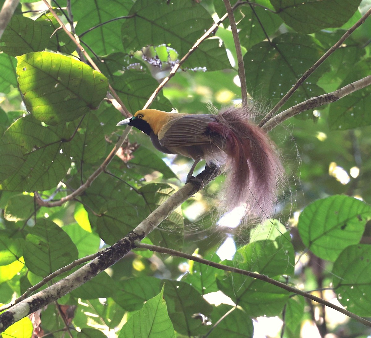 Goldie's Bird-of-Paradise - ML640077882