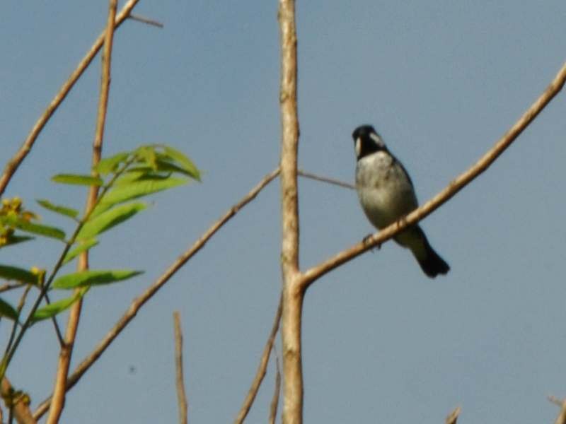 Lesson's Seedeater - ML640077885