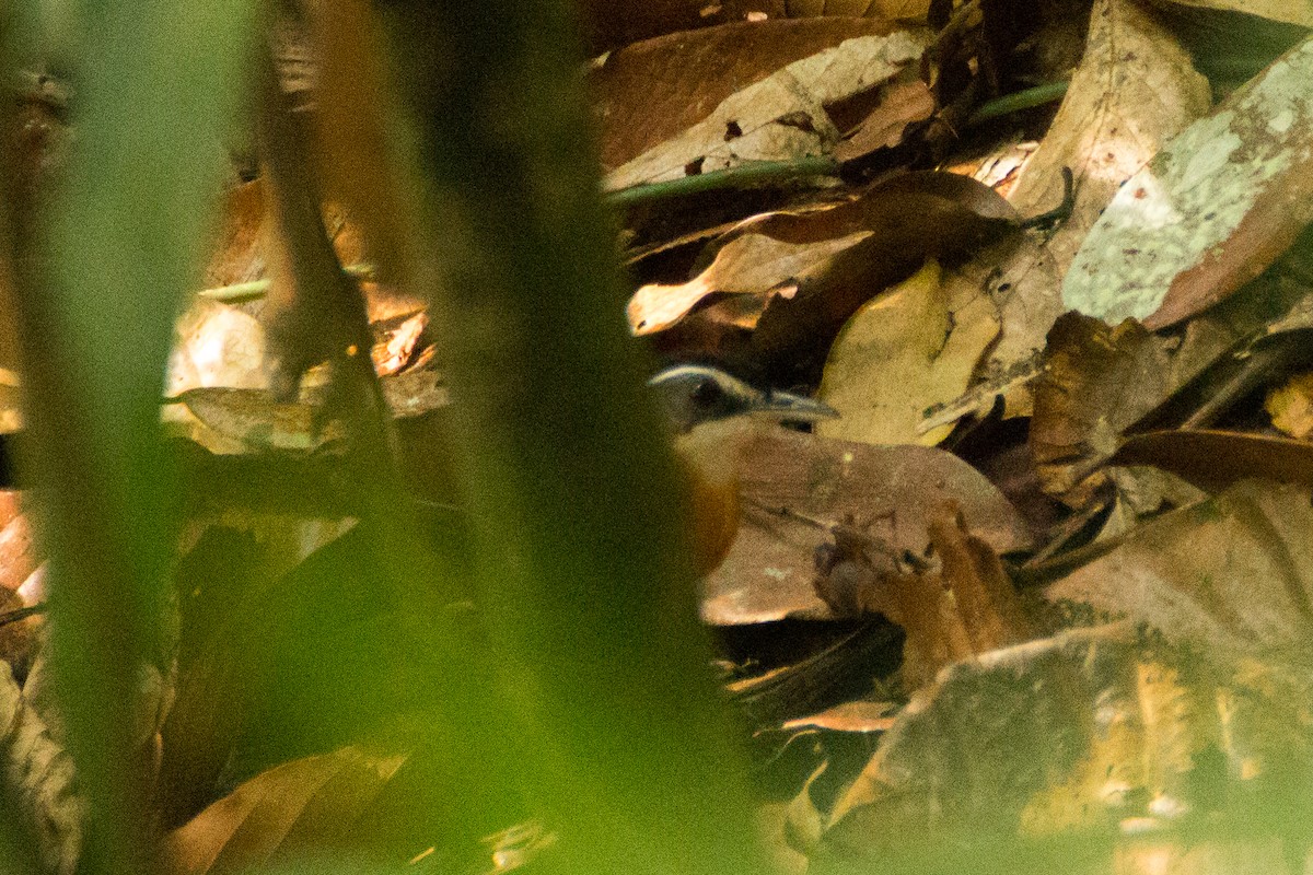 Borneo Ardıçesmeri - ML640077887