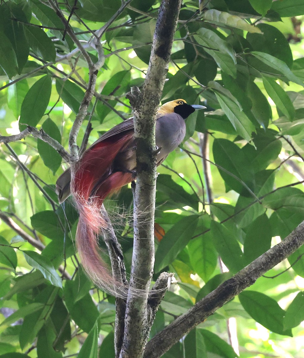 Goldie's Bird-of-Paradise - ML640077888