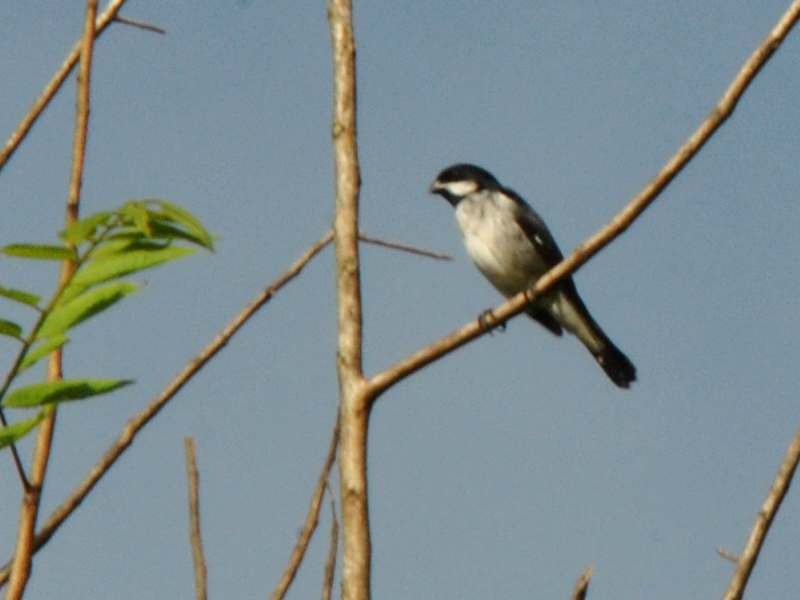 Lesson's Seedeater - ML640077891