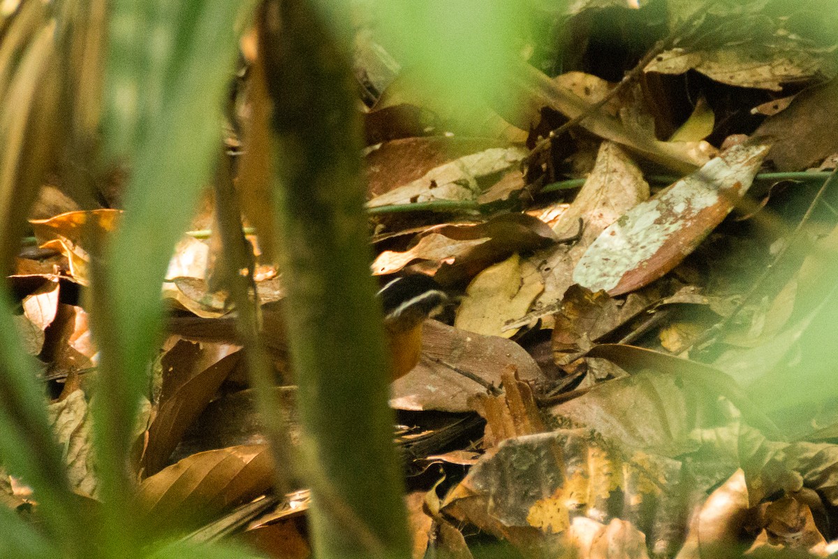 Borneo Ardıçesmeri - ML640077897