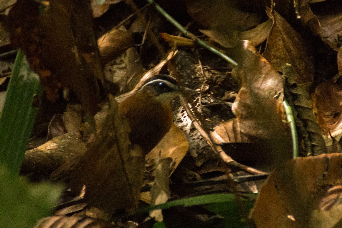 Borneo Ardıçesmeri - ML640077898