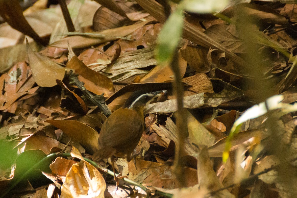 Borneo Ardıçesmeri - ML640077900
