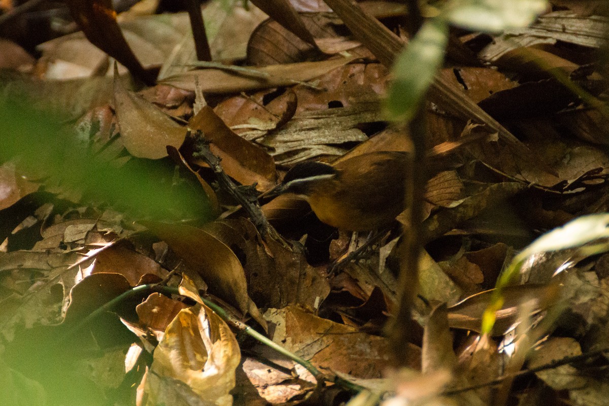 Borneo Ardıçesmeri - ML640077901