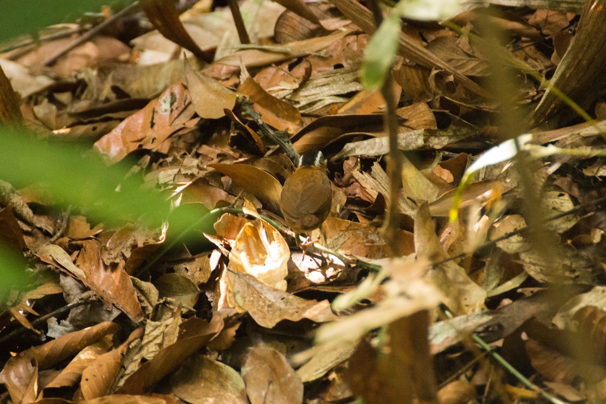 Borneo Ardıçesmeri - ML640077903