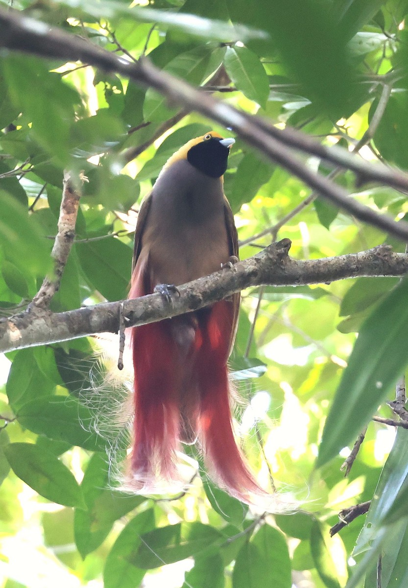 Goldie's Bird-of-Paradise - ML640077906