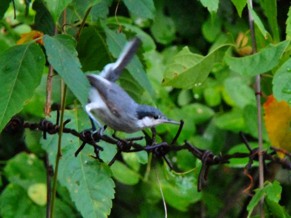 Tropical Gnatcatcher - ML640077938