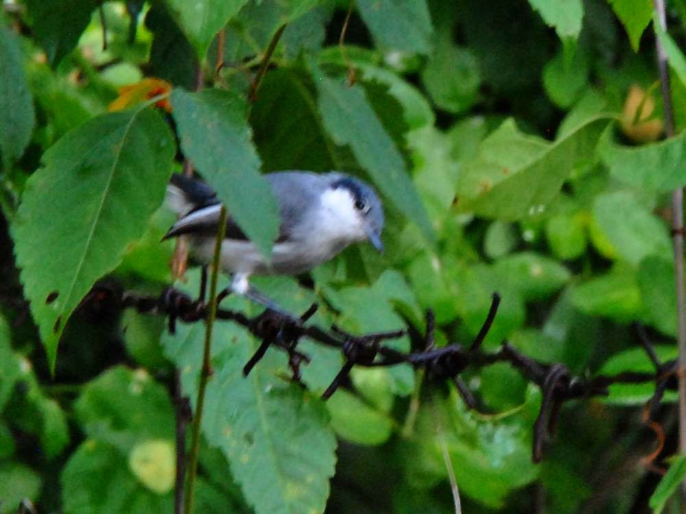 Tropical Gnatcatcher - ML640077940
