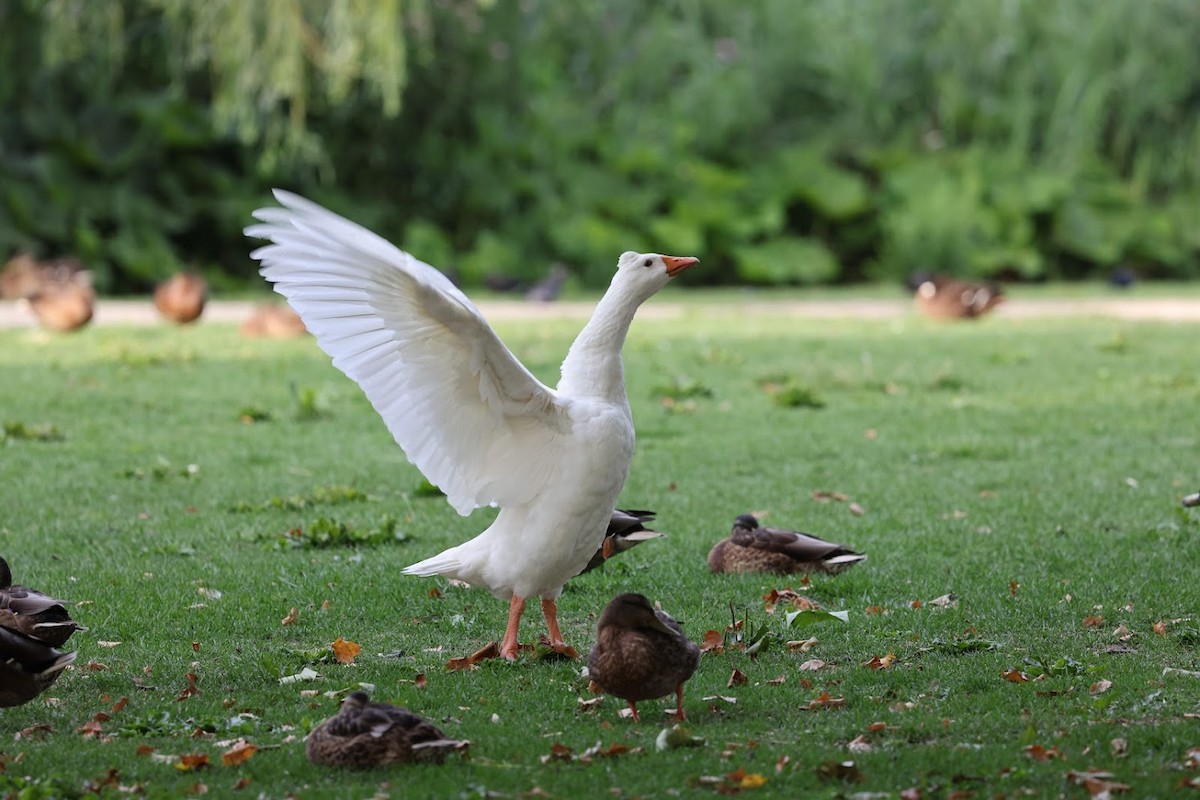 Graylag Goose - ML640078001