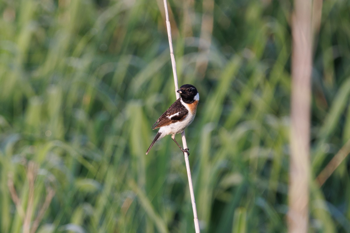 Amur Stonechat - ML640078040
