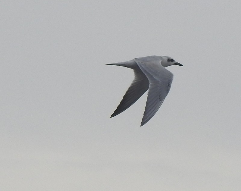 Gull-billed Tern - ML640078066
