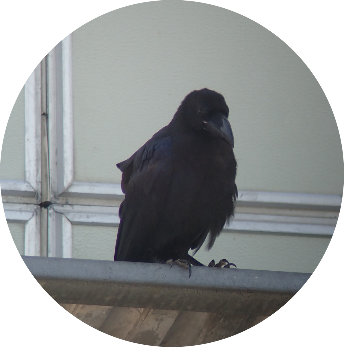Large-billed Crow - ML640078074