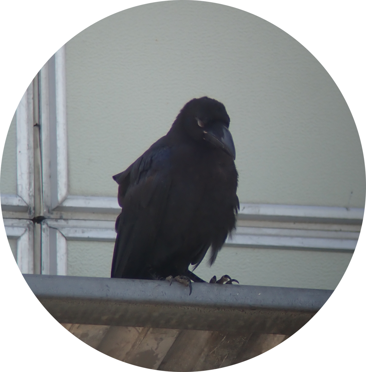 Large-billed Crow - ML640078075