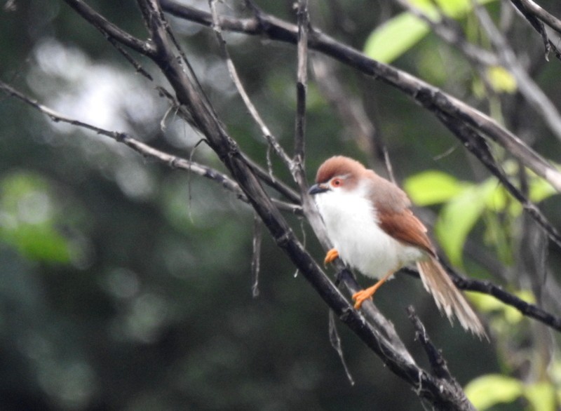 Yellow-eyed Babbler - ML640078078