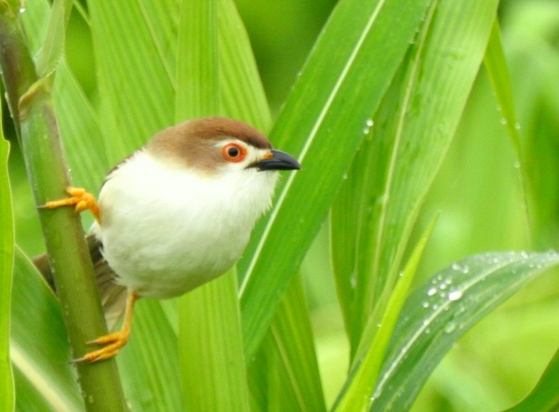 Yellow-eyed Babbler - ML640078079