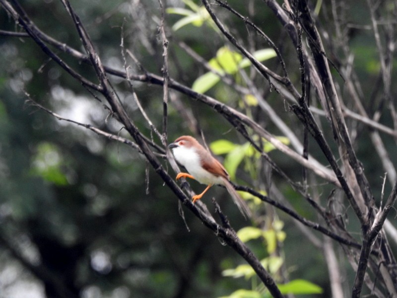 Yellow-eyed Babbler - ML640078080