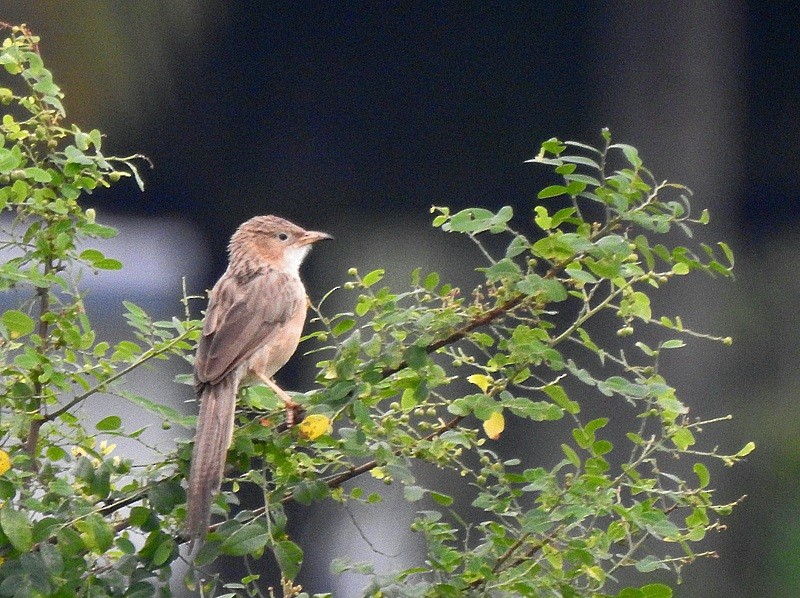 Common Babbler - ML640078083